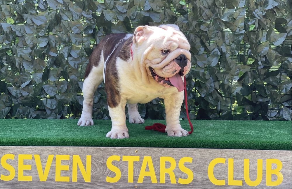 Шикарный кобель для вязки