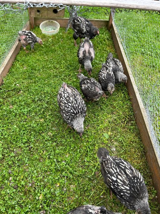 Blandewery wandoty srebrouskowane