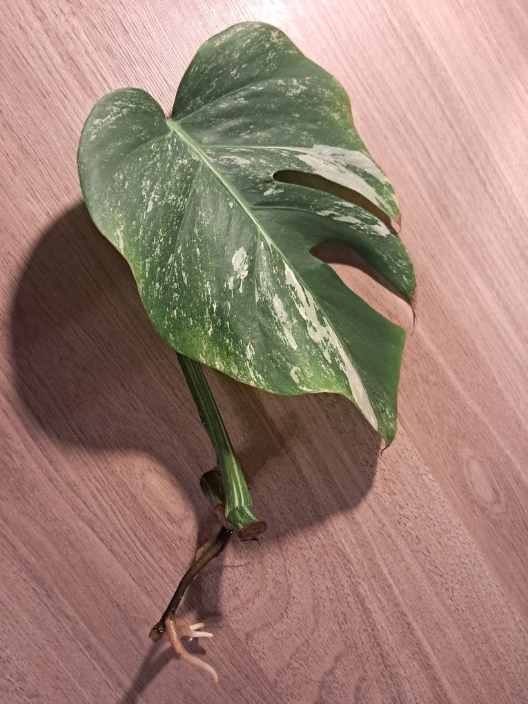 Monstera Variegiata pędówka