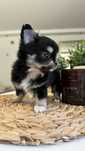 Super Mini Chłopiec Norby Chihuahua z Rodowodem Chipem
