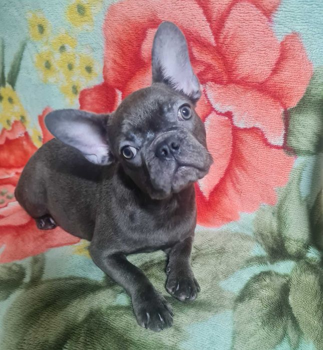 Французький бульдог,  дівчинка