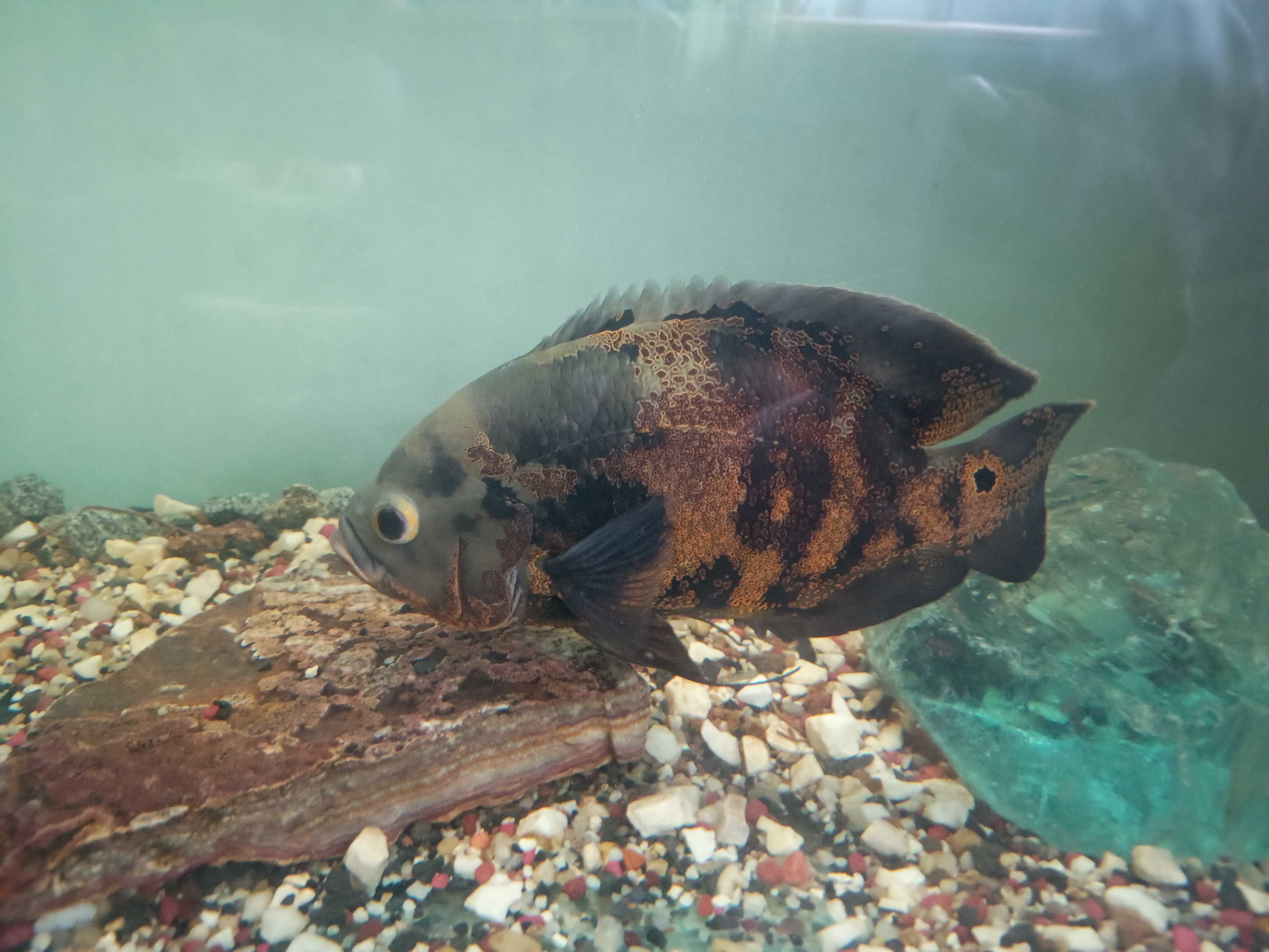 Pielęgnica Pawiooka
