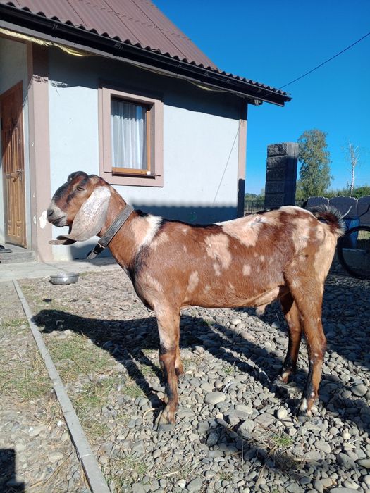 В'язка кіз. Цапок англо-нубієць