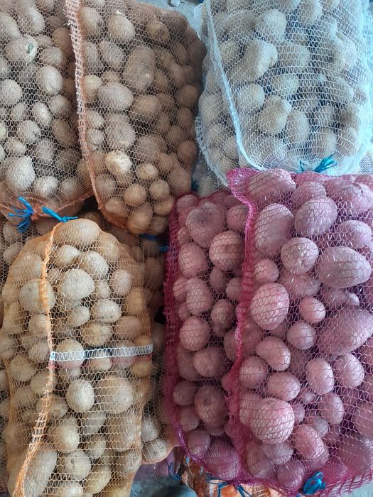 Ziemniaki Vineta, Soraya, Bellarosa