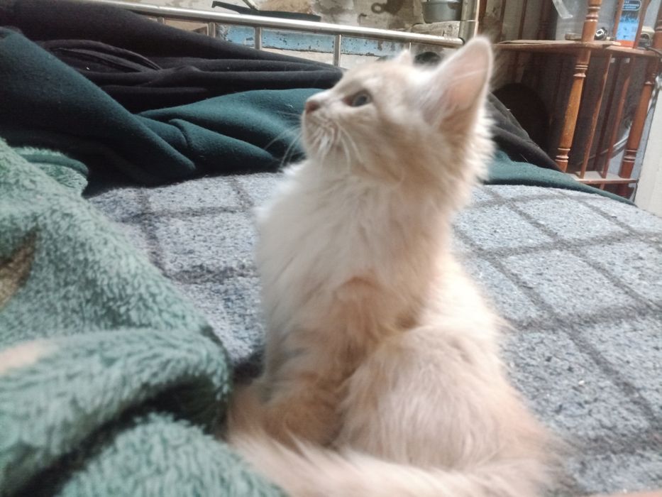 Отдам котят. Котик и кошечка.