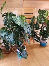 Sprzedam 2 rośliny doniczkowe MONSTERA o wysokości 190-200 cm.