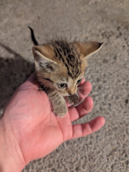 Заберіть у сім'ю цього нано котика)