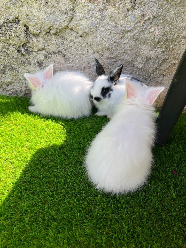 Coelhinhos anões lindos e muito fofinhos
