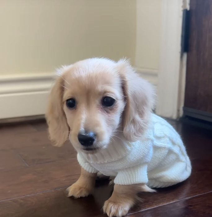 Кремові довгошерстні дівчатка - таксята