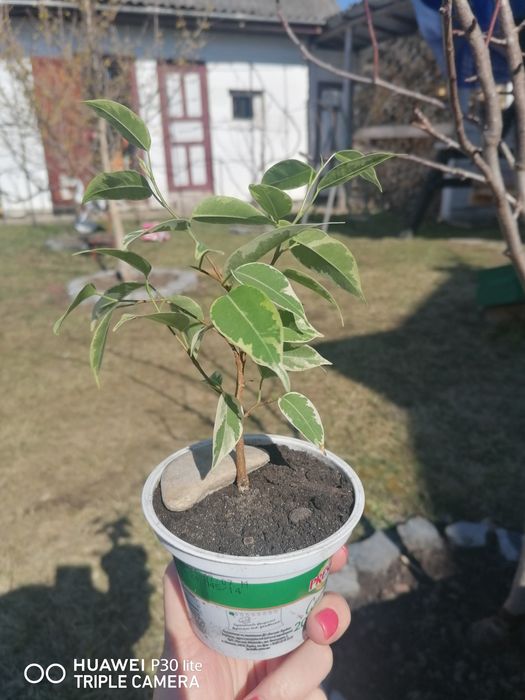 Фікус Бенджаміна