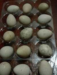 Яйца кеклика 23 шт