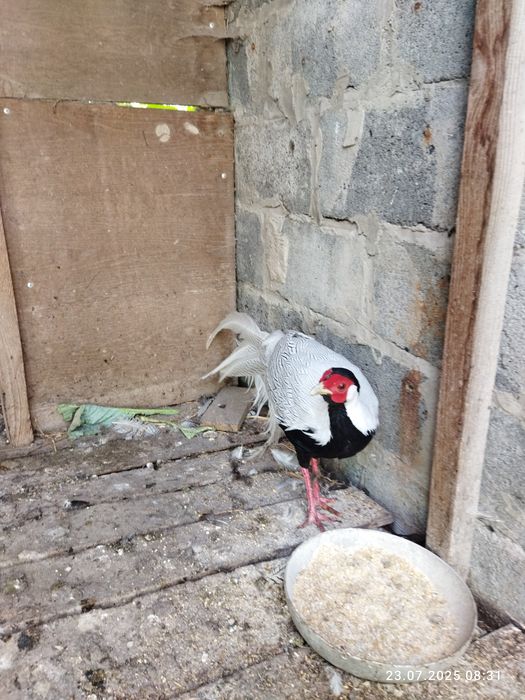 Фазан Алмазний та Сріблястий