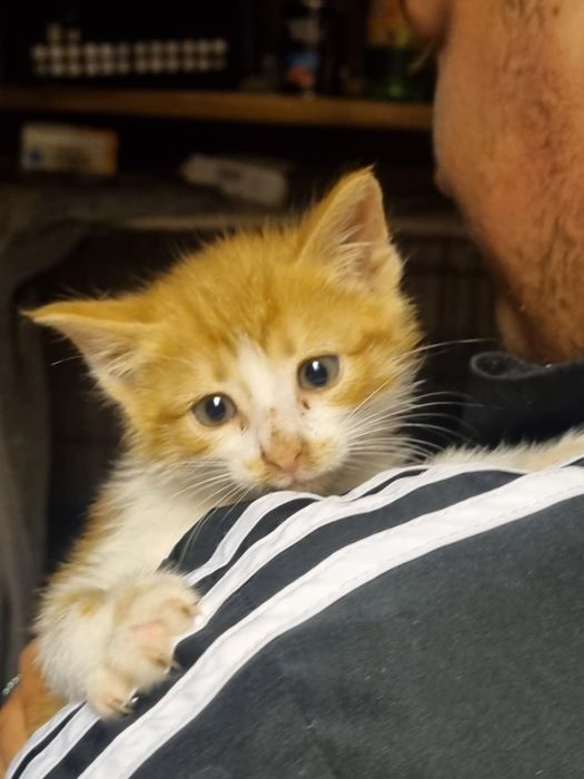 Kocięta dwupak do adopcji