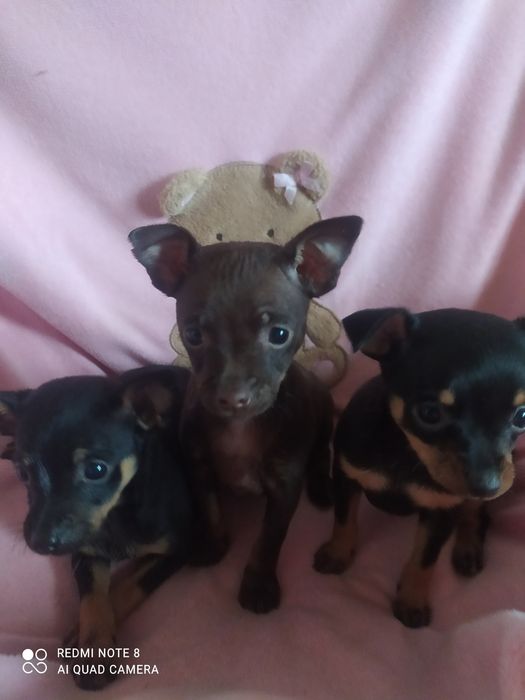 В'язка той тер'єр