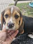 Beagle FCI piesek Lucek