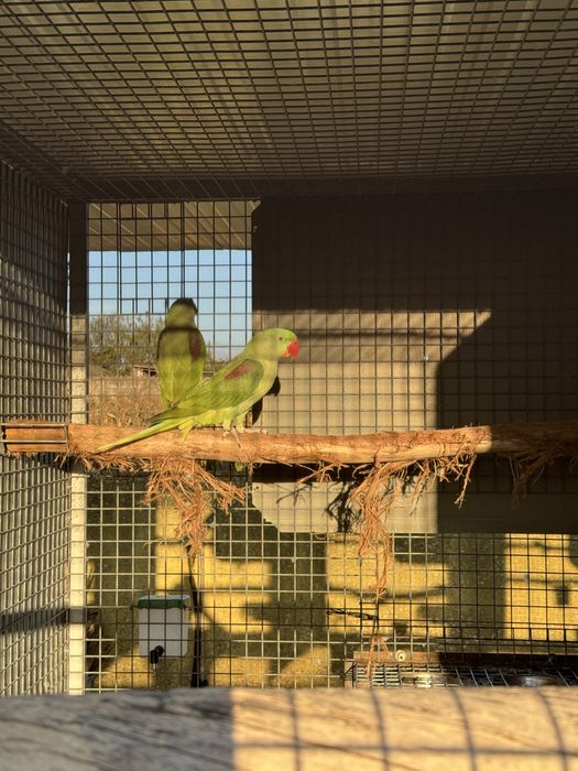 Varias aves cadais reprodutores e deste ano