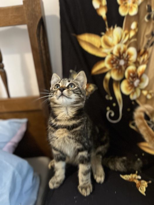 Małe kotki do adopcji