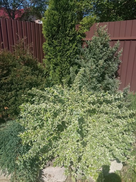 Продам дорослі кущі,лаванда,туя та інші.