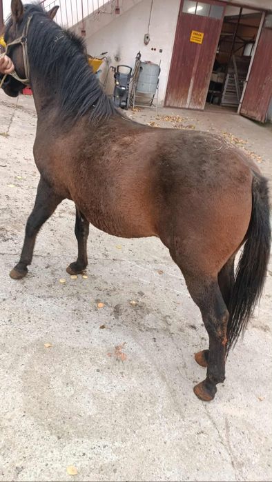 Hucuły wałachy i klacze