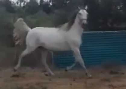 Dois Cavalos (Equas) Luso-Arabe