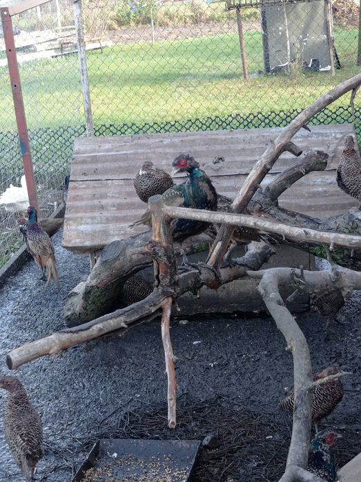 Sprzedam bażanty łowne malanistyczne