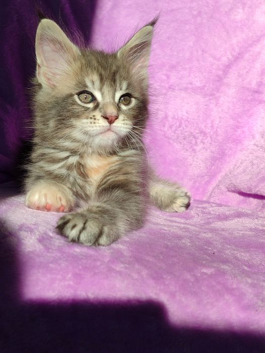 Кошенята породи Мейн-кун