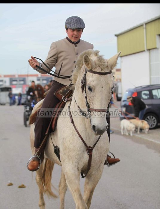Vendo egua lusitana pura