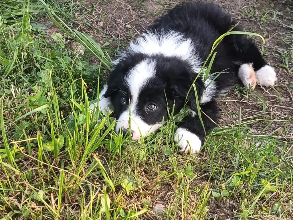 Piesek Border Collie