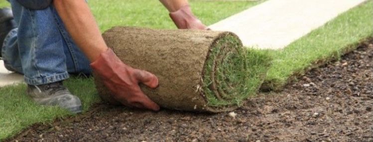 Trawa w rolce 40 m2 dostawa gratis, trawa z rolki,  TRAWNIK PREMIUM