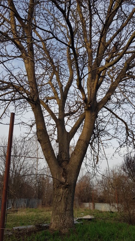 Горіх дерево на дошки