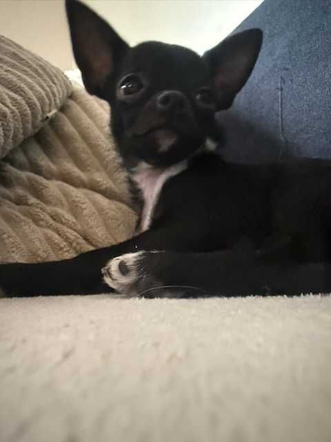 Piękny czarno-biały piesek chihuahua!!!