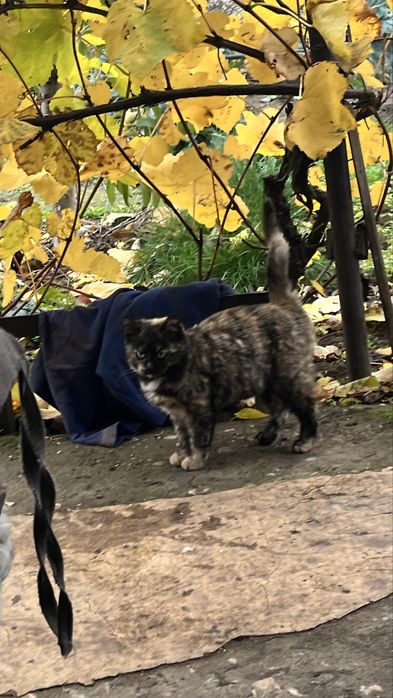 Кошеня дівчинка заберіть будь ласка