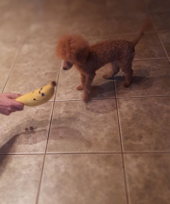 Pudel miniaturowy piesek Mozart