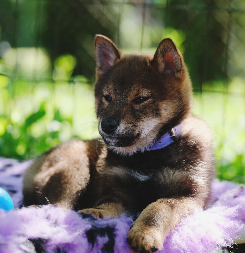 Piesek shiba inu ZKwP/FCI