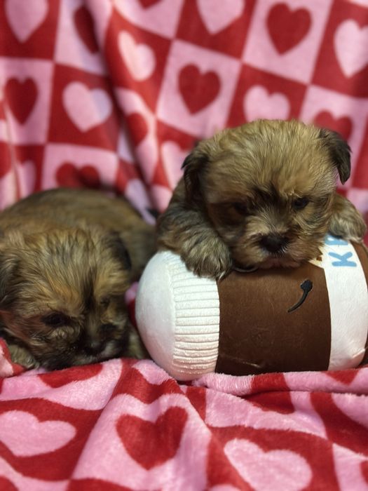 Shorkie york & shih tzu suczka