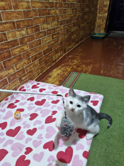 Котенок и мама кошка стерилизованная