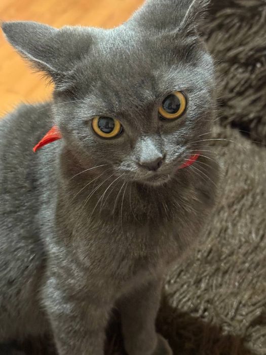 віддаємо кошеня віком 4 місяці