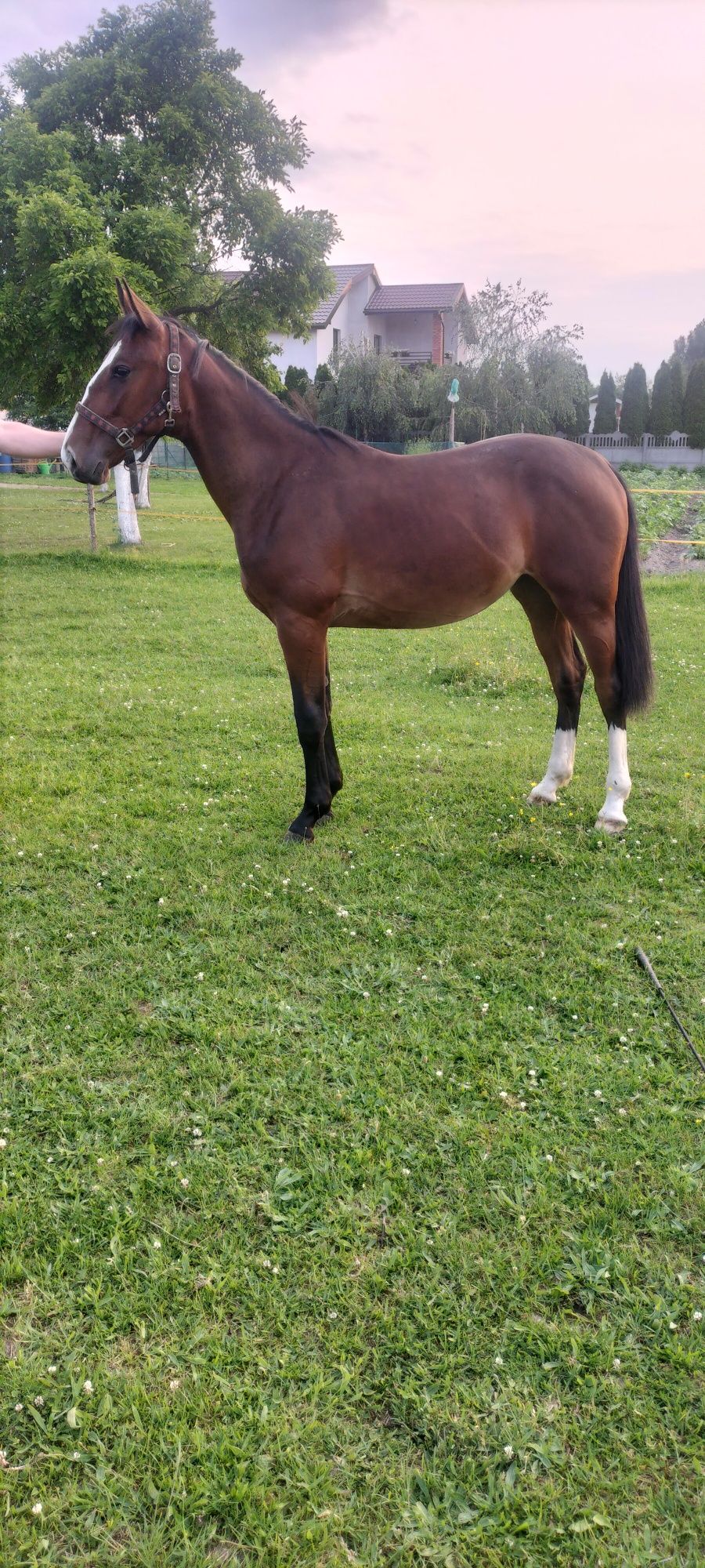 Sprzedam roczną klacz Śląską