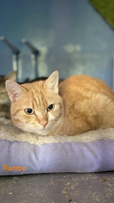 Rudy koty do pilnej adopcji