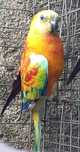 Red rumped   prontos a criar