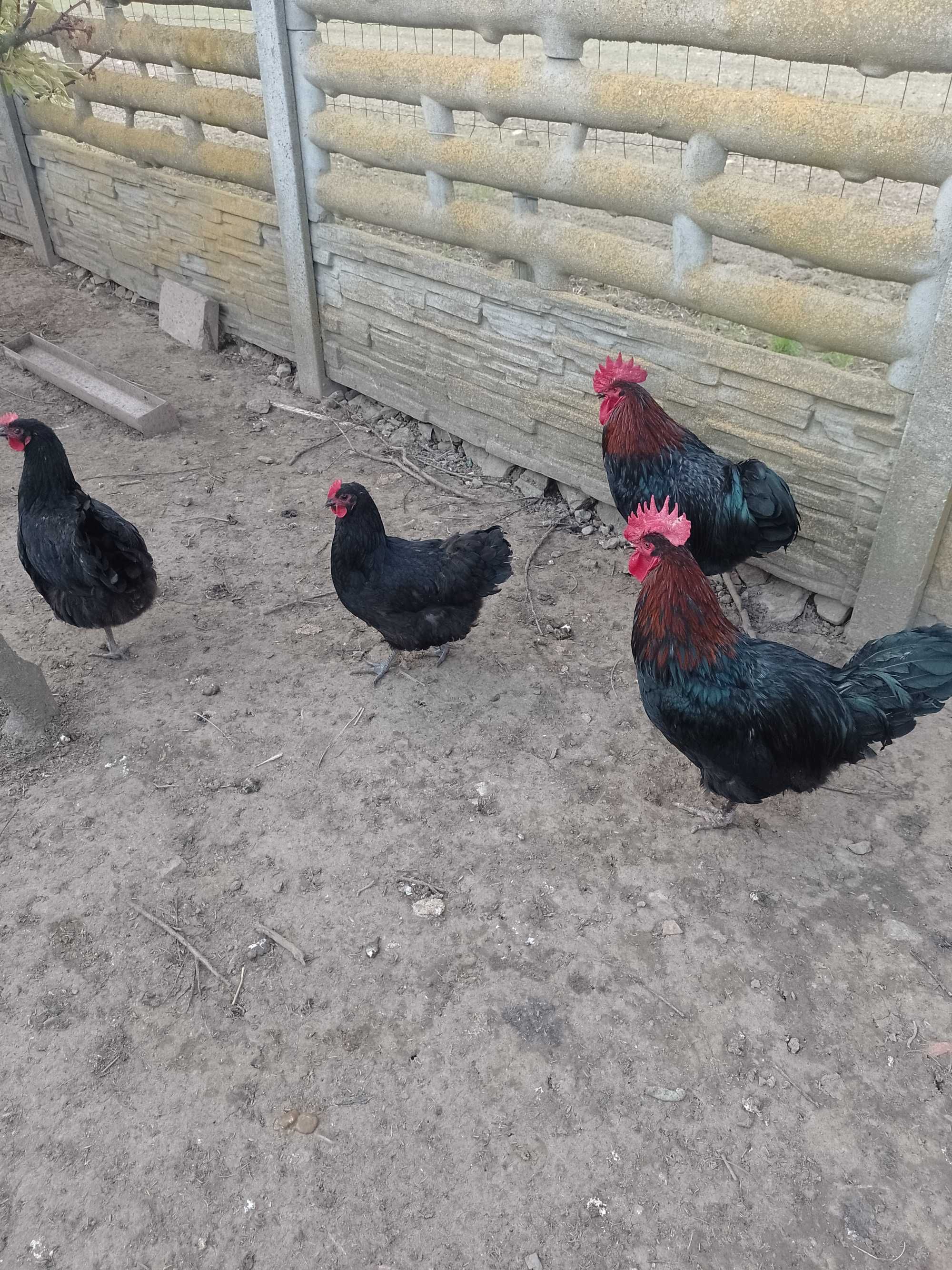 Jaja lęgowe kur Australorp