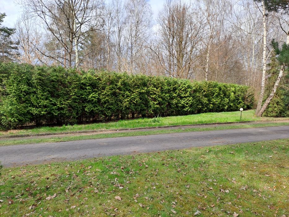 Frezowanie pni koszenie traw