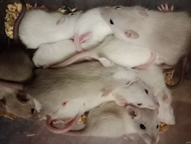 Крысы/крысята/мыши/мышата/пацюки/пацюк/мыша/крыса хамелеон окрас/Серая