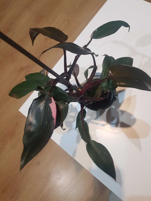 Philodendron 'Pink Princes