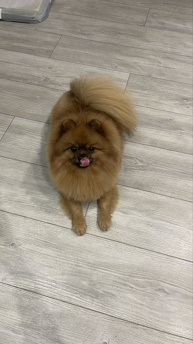 Померанский шпиц. Кобель. Вязка