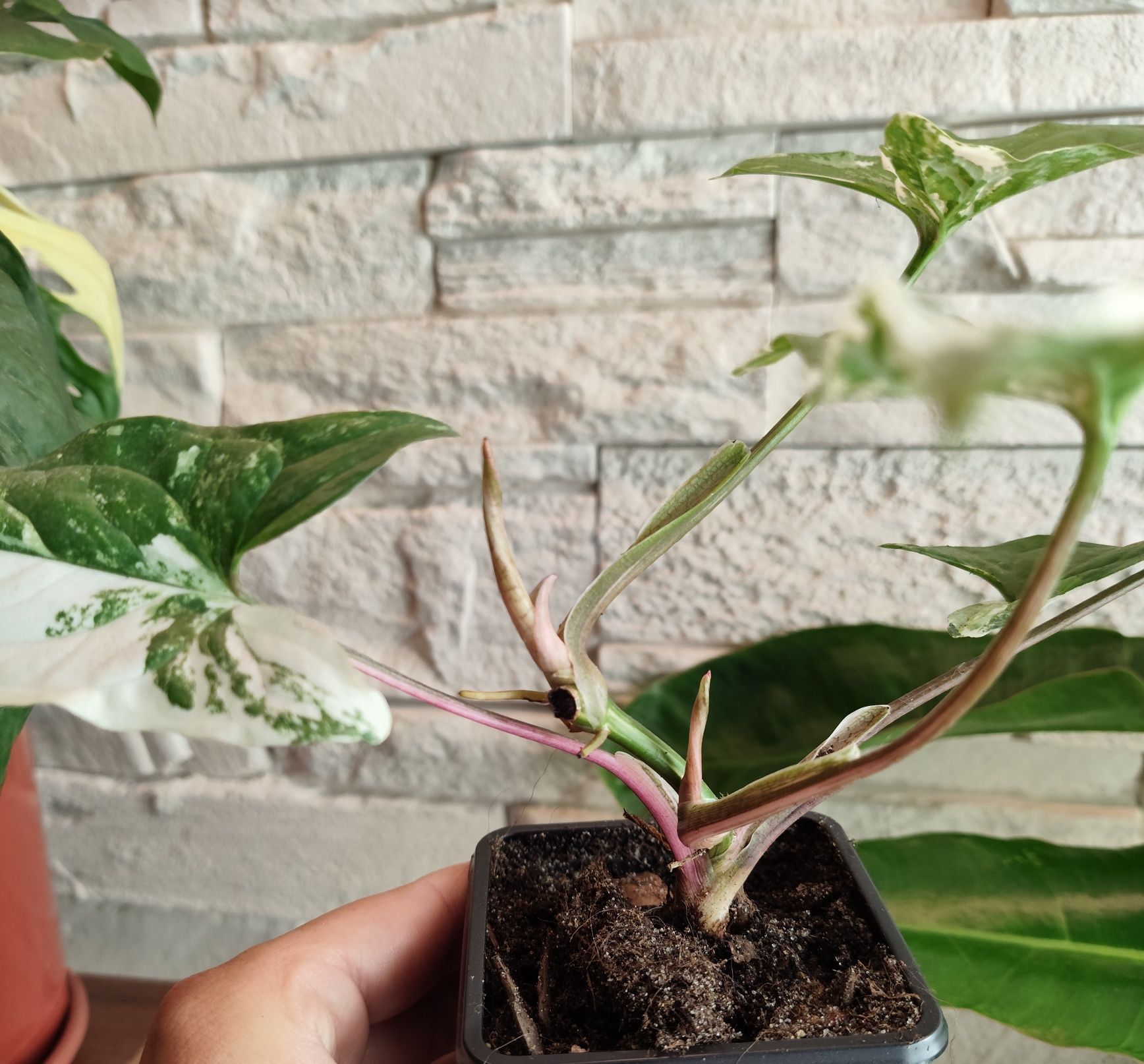Syngonium Albo variegata