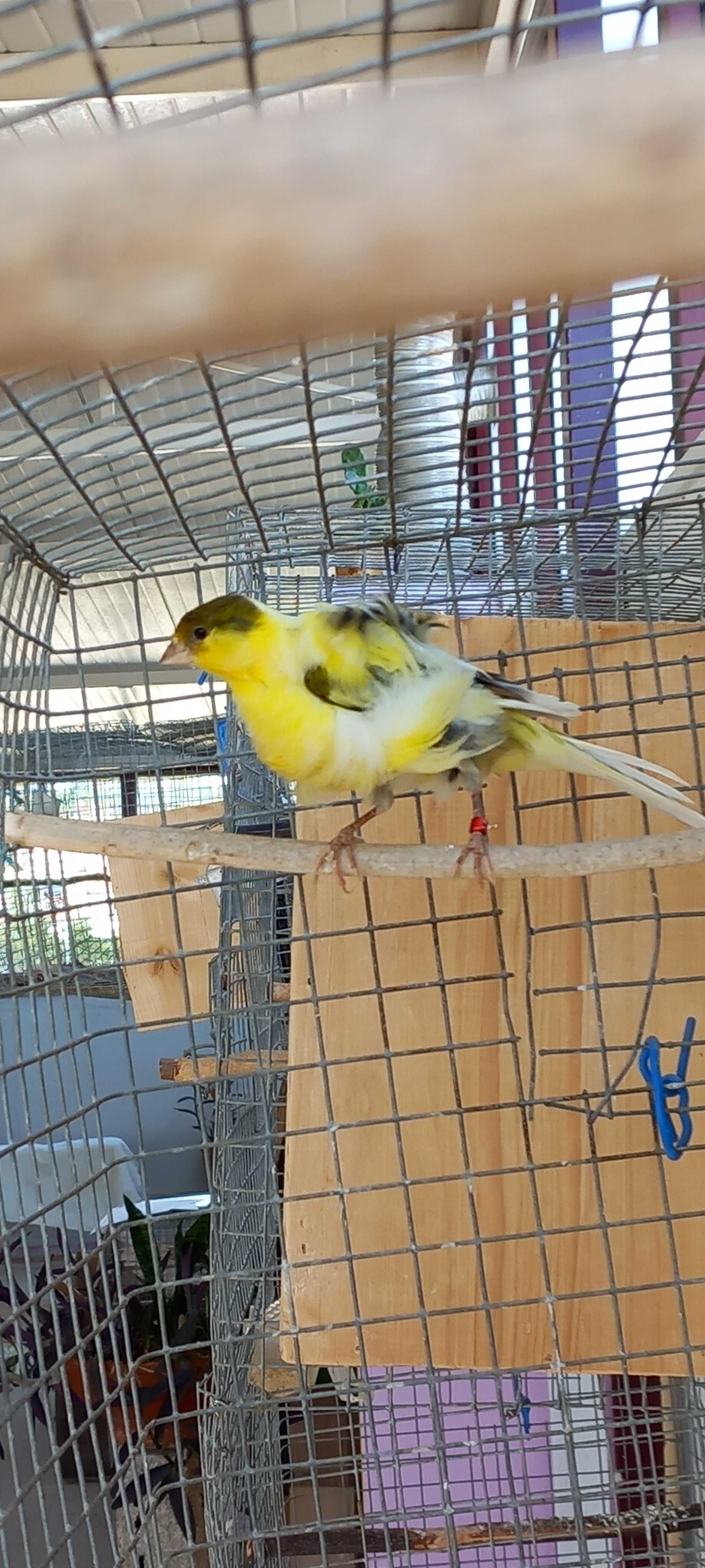 Canário e agapornis machos Diamantes papagaio