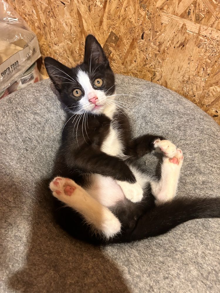 Przepiękna pingwinka do adopcji