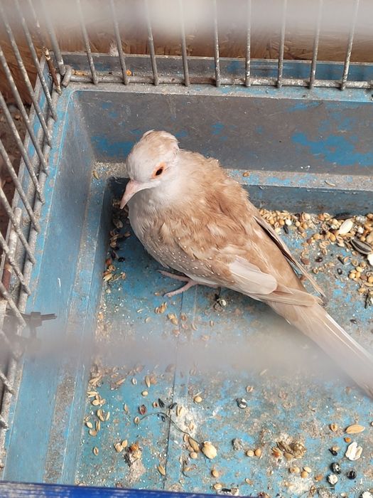 Papugi faliste faliste