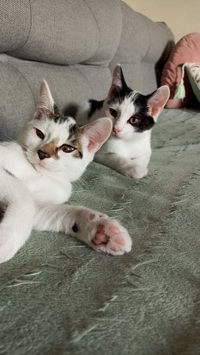 Kocurki szukają domu